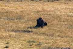 Bison-September-1-2025