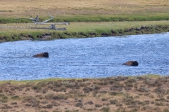 Bison-Swimming-August-14-2025