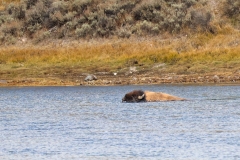 Bison-Swimming-Hayden-Valley-October-10-2025