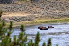 Bison-Swimming-II-September-7-2025
