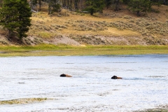Bison-Swimming-September-7-2025