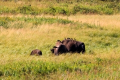 Bison-and-Birds-August-18-2025
