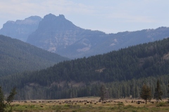 Buffalo-Herd-August-26-2025