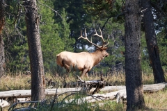Bull-Elk-9-5