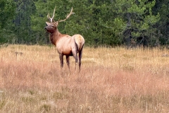 Bull-Elk-9-6