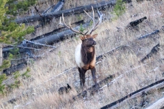 Bull-Elk-II-Tower-Falls-October-24-2025