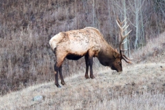 Bull-Elk-Junction-November-23-2025