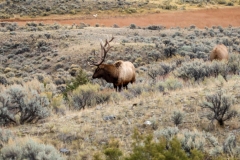 Bull-Elk-October-12-2025