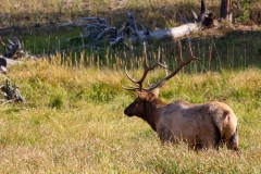 Bull-Elk-September-2-2025