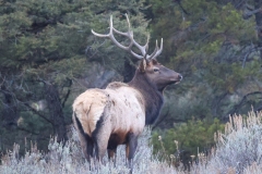 Bull-Elk-Tower-Falls-October-24-2025