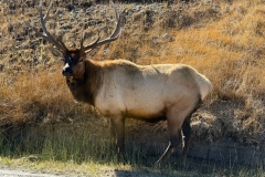 Bull-Elk
