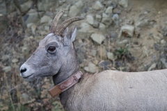 Collared-Bighorn-Ewe-September-19-2025