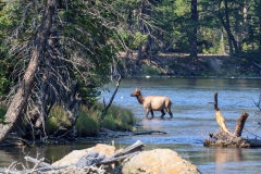 Cow-Elk-in-Water-September-3-2025