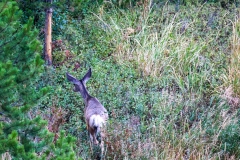 Doe-Deer-September-7-2025