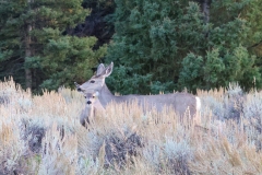 Doe-and-Fawn-September-20-2025