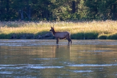Elk-August-20-2025