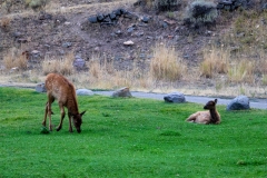 Elk-Fawns-August-14-2025