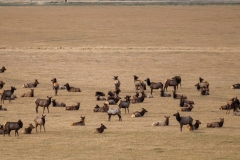 Elk-Herd-Gardiner-November-22-2025