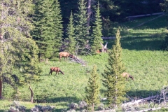 Elk-May-21-2025
