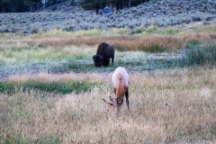 Elk-and-Bison-September-7-2025