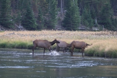 Elk-in-River-August-21-2025