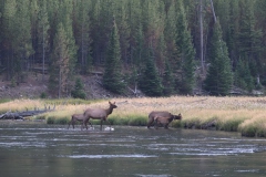 Elk-in-River-II-August-21-2025