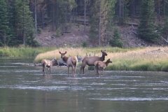 Elk-in-River-III-August-21-2025
