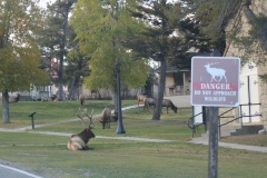 Elk-with-Sign-October-10-2025