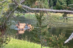 Elk