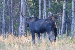 Moose-Aug-8-2025