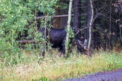 Moose-August-28-2025