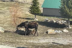 Moose1