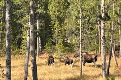 Moose2
