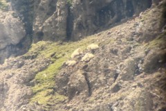 Mountain-Goats