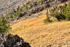 Mountan-Goat