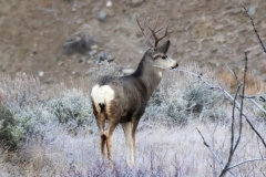 Mule-Deer-Buck-Junction-November-23-2025
