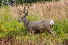 Mule-Deer-Buck-September-13-2025