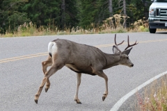 Mule-Deer-Buck-in-Road-September-13-2025
