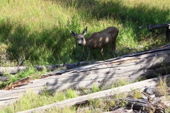 Mule-Deer-Doe-August-21-2025