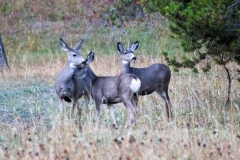 Mule-Deer-Island-Park-October-9-2025