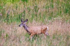 Mule-Deer-buck-August-11-2025
