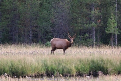 Spike-Elk-August-25-2025