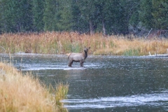 Yearling-Elk-October-12-2025