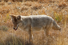 Close-up-of-Coyote-Hayden-Valley-October-10-2025