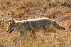 Close-up-of-Coyote-II-Hayden-Valley-October-10-2025