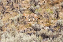 Coyote-August-26-2025