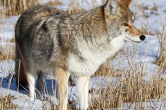 Coyote-Canyon-Junction-October-31-2025