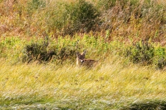Coyote-II-August-18-2025