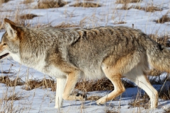 Coyote-II-Canyon-Junction-October-31-2025