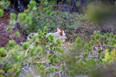 Coyote-September-13-2025